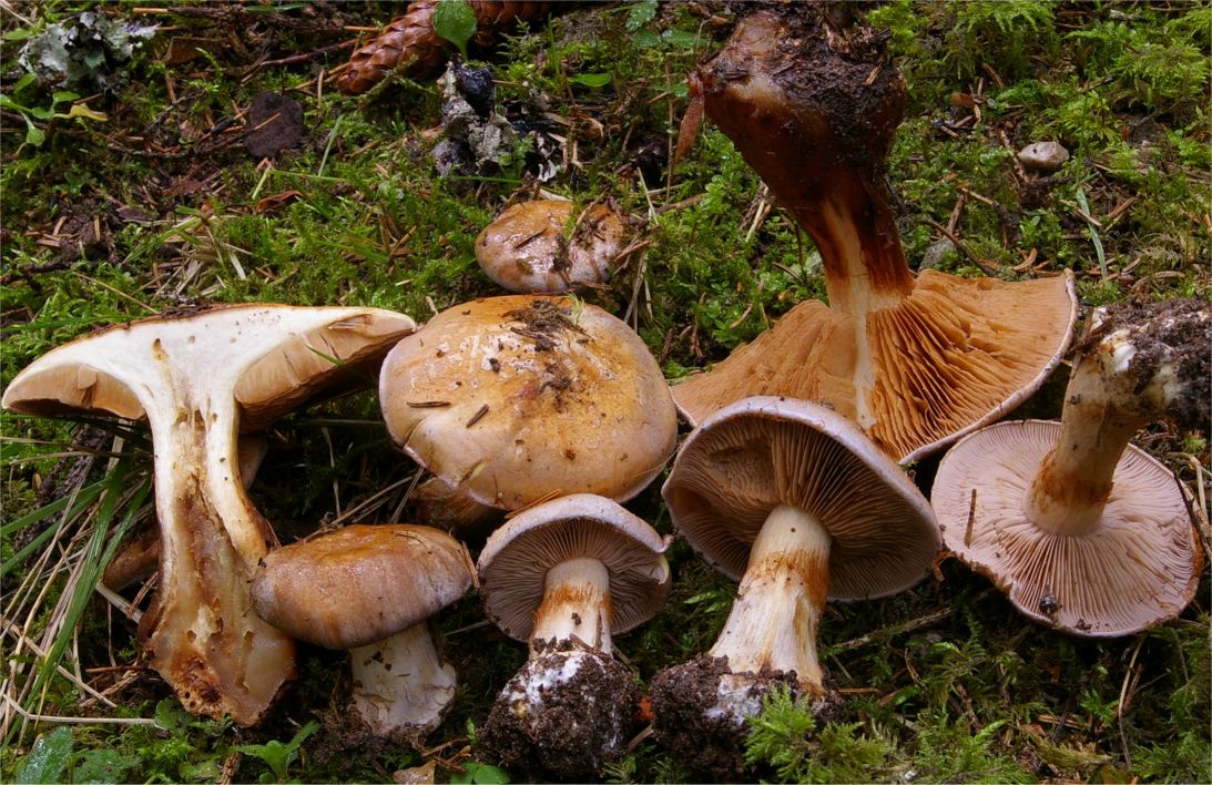 Cortinarius caesiocinctus