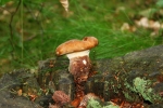Samtfuß-Holzkrempling-Tapinella atrotomentosa