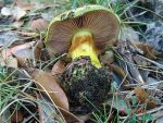 Violettgrüner Klumpfuss-Cortinarius ionochlorus