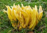 Spindelförmige Wiesenkeule-Clavulinopsis fusiformis
