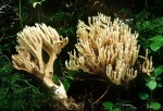 Schwedische Koralle-Ramaria suecica