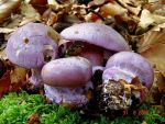 Duftender Klumpfuss-Cortinarius suaveolens