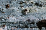 Bläulichgraue Wachsrinde-Basidiodendron caesiocinereum