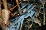 : Byssocorticium-Byssocorticium efibulatum