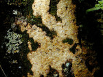 : Conferticum-Conferticum ochraceum