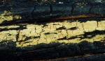 : Crustoderma-Crustoderma dryinum