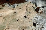 Chlamydospor-Membranrindenpilz-Hypochnicium vellereum