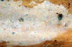 : Rindenpilz-Phlebiella filicina