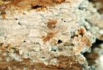 ? Suillosporium-Suillosporium cystidiatum