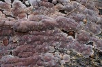 Mosaik-Schichtpilz-Xylobolus frustulatus