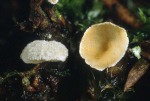 : Fingerhut-Chromocyphella muscicola
