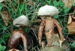 Grosser Nesterdstern-Geastrum fornicatum