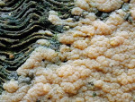: Gallertträne-Dacrymyces enatus