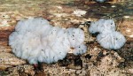 Weisslicher Dr�sling-Exidia thuretiana