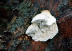 Apfelbaum-Tramete-Antrodia heteromorpha