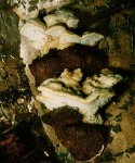: Tramete-Antrodiella serpula