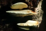 Eichen-Zungenporling-Buglossoporus quercinus