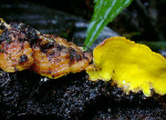 Bergwerks-Gelbporling-Flaviporus brownei