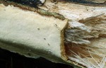 : Baumschwamm-Perenniporia subacida