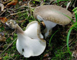 Schwarzfuss-Stielporling-Polyporus melanopus