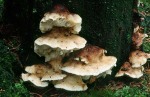 Braunfleckender Saftporling-Postia fragilis