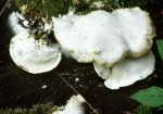 Kurzröhriger Saftporling-Tyromyces chioneus