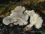 Marmorierter Rötelritterling-Lepista panaeolus