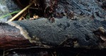 ?-Pseudotomentella nigra