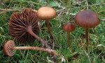 Trockener Kahlkopf-Psilocybe montana