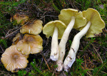 Galliger Ritterling-Tricholoma aestuans