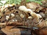Halsbandschwindling-Marasmius rotula