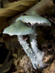 Grünblauer Träuschling-Stropharia caerulea