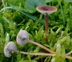 Blaustieliger Heftelnabeling-Rickenella swartzii