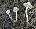 : Mäuseschwanzrübling-Pseudobaeospora paulochroma