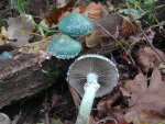 Grünspanträuschling-Stropharia aeruginosa