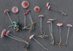 Rosaschneidiger Helmling-Mycena rosella