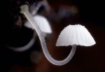 Zarter Helmling-Mycena adscendens