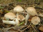 Tonblasser Schüppling-Pholiota lenta