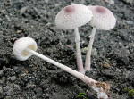 Lilaschuppiger Faltenschirmling-Leucocoprinus ianthinus