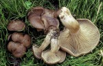 Alpiner Rötelritterling-Lepista multiformis