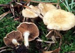 Feinschuppiger Risspilz-Inocybe agardhii