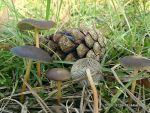 Bitterer Kiefernzapfenrübling-Strobilurus tenacellus