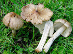 Kegeliger Risspilz-Inocybe rimosa