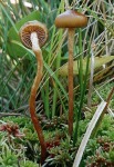Klebriger Schwefelkopf-Hypholoma myosotis