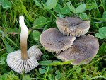 Nichtrötender Nitratsaftling-Hygrocybe murinacea