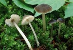 Flockenstieliger Wasserfuss-Hydropus floccipes