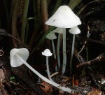 Gipsweisser Scheinhelmling-Hemimycena cucullata