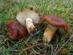 Fastberingter Ritterling-Tricholoma fracticum
