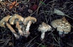 Bräunender Mehlschirmling-Cystolepiota pulverulenta
