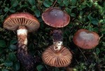 Gebirgsschleimfuss-Cortinarius favrei